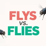 Flys vs. Flies